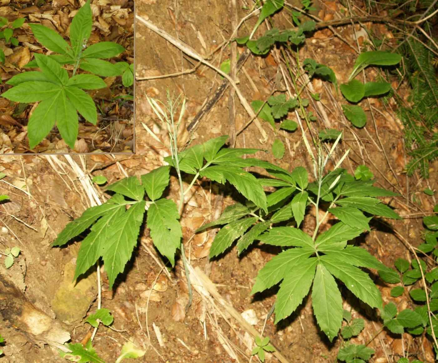 Coralwort, 7-leaved leaf